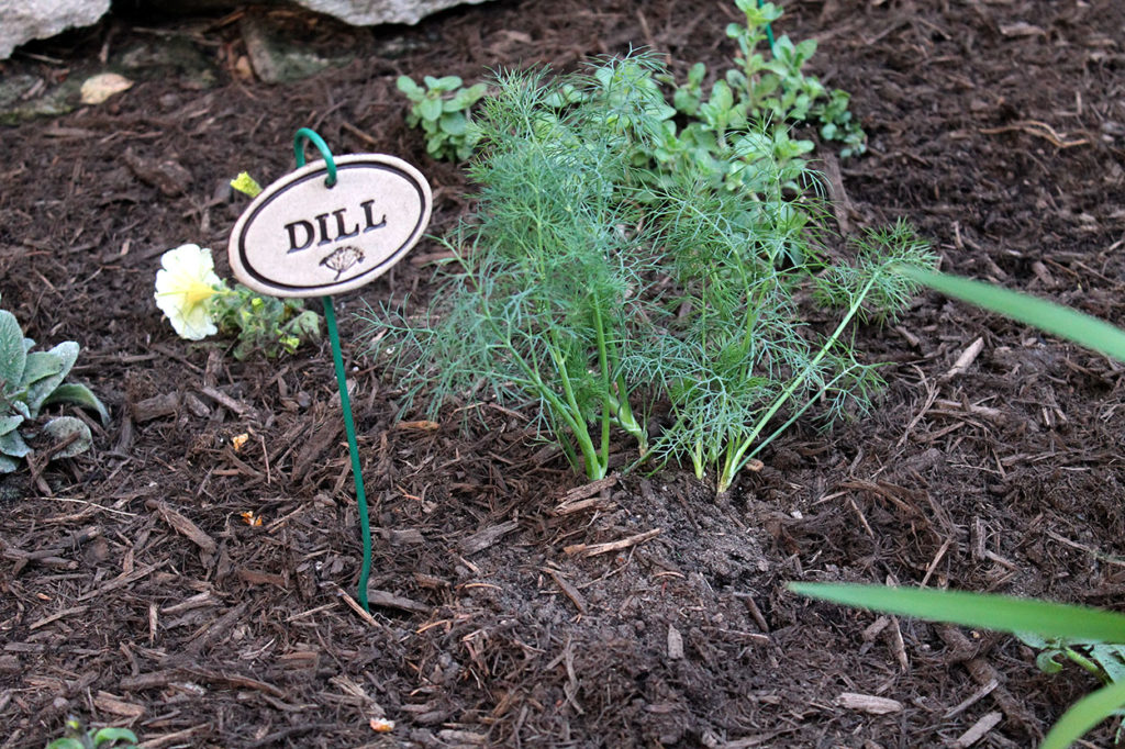 herb garden | polka dots and picket fences