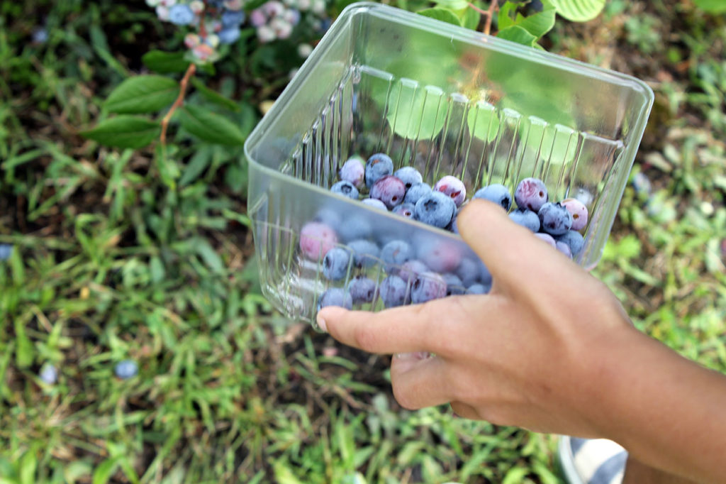blueberry picking | polka dots and picket fences