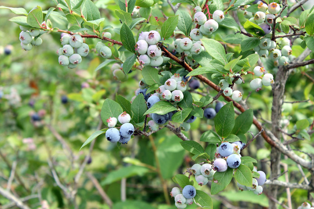 blueberry picking | polka dots and picket fences