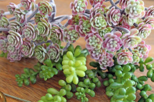 succulent napkin rings | polka dots and picket fences